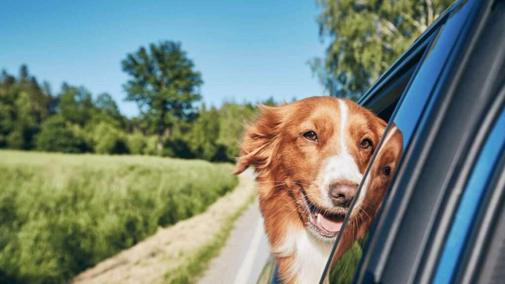 Bookham to Carshalton Best Taxis | Pet Transfers