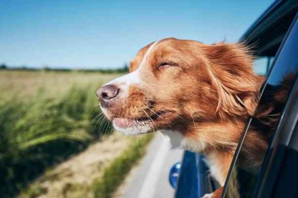 Cheap fare Bookham Minicabs to Tadworth | Pet Transfers